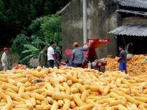 Điểm thu mua, xay xát ngô tại tỉnh Sơn La. (Ảnh: Đình Huệ/TTXVN)