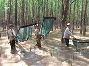 Đẩy xiệp bắt cua giống ở rừng bần xã Mỹ Long Nam. (Nguồn: tin247.com)