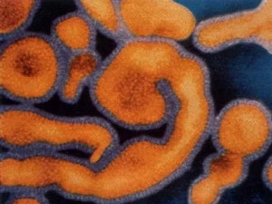 Virus Ebola. (Nguồn: khoahoc.com.vn)