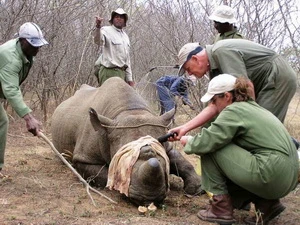 Nhân viên tổ chức bảo vệ động vật hoang dã gắn chip lên sừng tê giác. (Nguồn: m.tuoitre.vn)