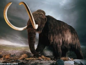 Biến đổi khí hậu khiến loài voi mamút tuyệt chủng