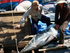 Đánh bắt cá ngừ ở Bình Định. (Ảnh: Ly Kha/TTXVN)