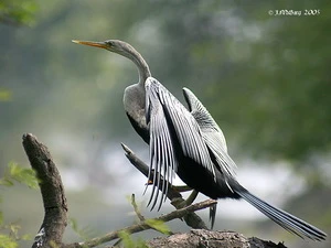 Chim cổ rắn. (Nguồn: lananhbirds.com)