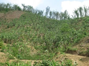 Người dân tự ý chuyển đổi đất rừng sang trồng chuối tại xã Xuân Vân, huyện yên Sơn. (Ảnh: Hùng Võ/Vietnam+)