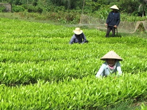 Chăm sóc cây giống tại lâm trường Ba Tơ (Quảng Ngãi). (Ảnh: Thanh Long/TTXVN)