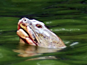 Cụ Rùa ngoi đầu lên mặt hồ. (Ảnh: Lê Mạnh Linh/TTXVN)