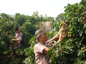 Nhãn Hưng Yên. (Ảnh: baohungyen.vn)