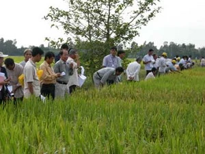 Mô hình cánh đồng mẫu lớn ở An Giang. (Ảnh: Internet)