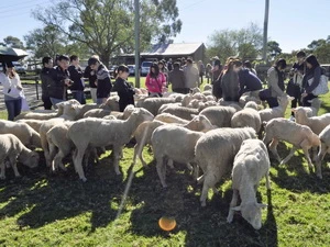 Du lịch trang trại là một trong những hình thức thu hút khách quốc tế của Australia. (Ảnh: Quang Minh/Vietnam+)