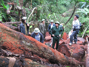 Kiểm tra, xác minh vụ việc phá rừng ở Vườn Quốc gia Ba Bể. (Nguồn: baobackan.org.vn)