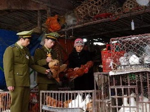  Lực lượng Quản lý thị trường kiểm tra một điểm kinh doanh gia cầm tại chợ Giếng Vuông (TP Lạng Sơn). (Ảnh: Quang Quyết/TTXVN)