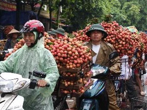 Người dân huyện Lục Ngạn chở vải đi tiêu thụ. (Ảnh: Trần Việt/TTXVN)