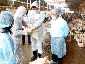 Lấy mẫu xét nghiệm vi rút cúm trên đàn gia cầm tại chợ Hà Vĩ, Thường Tín, nơi buôn bán gia cầm sống lớn nhất khu vực phía Bắc. (Ảnh: Đình Huệ/TTXVN)
