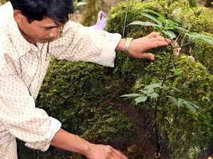Cây sâm Ngọc Linh được trồng trong môi trường tự nhiên tại huyện Tu Mơ Rông, Kon Tum. (Ảnh: Trần Lê Lâm/TTXVN)