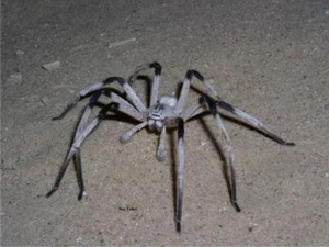 Loài nhện khổng lồ Cerbalus aravensis. (Ảnh: nguồn Internet)