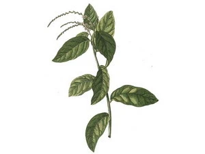 Cây “anamú”, có tên khoa học là Petiveria alliacea L. (Ảnh: nguồn Wikipedia)