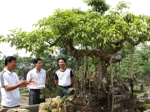 Ảnh chỉ mang tính minh họa. (Ảnh: Trần Việt/TTXVN)