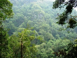 Rừng nghiến Cao Bằng vẫn xanh sau "cơn lốc" phá rừng. Ảnh minh họa. (Nguồn: Internet)