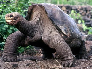 Lonesome George, “cụ rùa” cuối cùng của phân loài rùa đất Geochelone abingdoni. (Nguồn: Internet) 