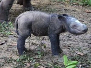 Chú tê giác 1 ngày tuổi Andatu ở Vườn Quốc gia Way Kambas, Indonesia. (Nguồn: bangkokpost.com)