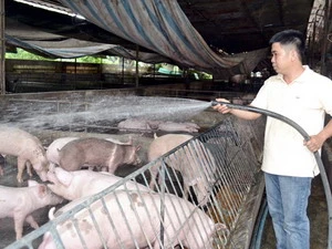 Một hộ chăn nuôi lợn ở Đồng Nai. (Nguồn: dongnai.gov.vn)