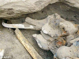 Phần đầu xác con voi ma mút được tìm thấy ở Bán đảo Taimyr miền Bắc nước Nga. (Nguồn: AP)