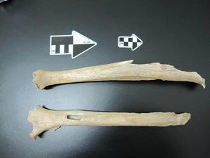 Mẩu xương chân được tìm thấy trong Hang Tianyuan, Trung Quốc, năm 2003. (Nguồn: MPI for Evolutionary Anthropology)