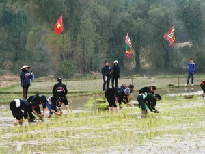 Lễ xuống đồng của đồng bào dân tộc Tày trong lễ hội Lồng tồng. (Nguồn: TTXVN) 