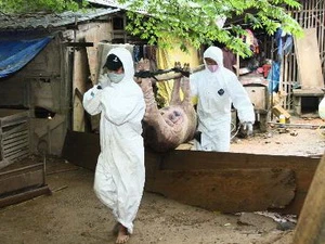 Lực lượng thú y tiêu hủy lợn mắc bệnh tai xanh ở xã Triệu Đông, huyện Triệu Phong, Quảng Trị. (Ảnh: Hồ Cầu/TTXVN)