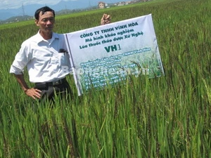 Ông Phan Văn Hoà bên mô hình khảo nghiệm giống lúa VH1. (Nguồn: báo Nghệ An)