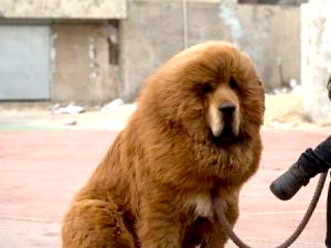  Chó Ngao Tây Tạng được rao bán với giá 17 tỷ đồng