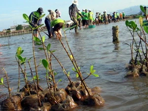 Trồng hơn 10.000 cây ngập mặn trên vịnh Nha Trang 