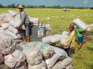 Thu hoạch lúa Hè Thu 2013 tại huyện Châu Thành A, tỉnh Hậu Giang. (Ảnh: Duy Khương/TTXVN)