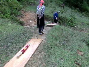 Vì lợi nhuận cao lại không bị chính quyền xử lý, nên người dân vẫn hàng ngày vào rừng lấy gỗ pơmu về bán. (Ảnh: Hoài Sơn/TTXVN)