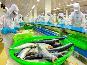 Việc kiểm soát chặt sản lượng nuôi cá tra được coi là chìa khóa gỡ khó cho ngành sản xuất cá tra Việt Nam. Ảnh minh họa. (Nguồn: TTXVN)