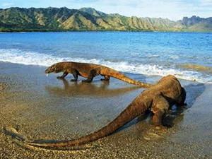 Rồng Komodo trong Công viên Quốc gia dành riêng cho loài bò sát khổng lồ. (Nguồn: blogspot.com)