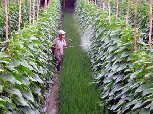 Chăm sóc màu thực phẩm tại vùng chuyên canh rau Thân Cửu Nghĩa ( huyện Châu Thành). (Ảnh: Minh Trí/TTXVN)