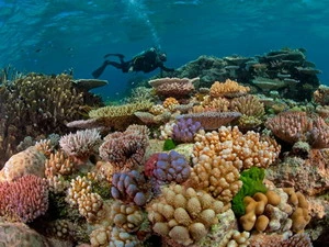 Rạn san hô lớn nhất thế giới Great Barrier Reef đang bị xuống cấp nghiêm trọng. (Nguồn: nationalgeographic.com) 