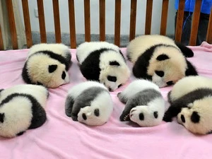 Bảy chú gấu trúc con mới sinh tại Trung tâm nghiên cứu về sinh sản gấu trúc ở Thành Đô, Trung Quốc. (Ảnh: THX/TTXVN)