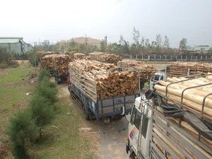 Vận chuyên nguyên liệu về Nhà máy chế biến dăm gỗ Dung Quất.