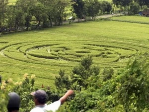 Vòng tròn bí ẩn trên cánh đồng lúa ở huyện Sleman. (Ảnh: AP)