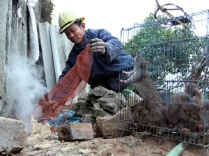 Người dân khi tiếp xúc với chuột phải đeo khẩu trang, găng tay để phòng lây nhiễm. (Ảnh: TTXVN)