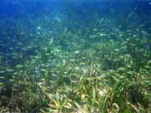 Thảm cỏ biển - môi trường lý tưởng ươm nuôi hải sản