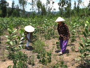 Chăm sóc rừng mới trồng ở xã Trà Tân, huyện Trà Bồng. (Ảnh: Trần Việt/TTXVN