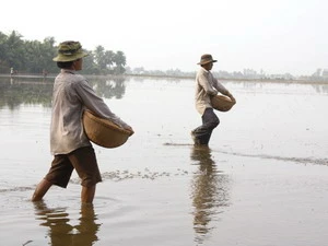 Gieo sạ cho lúa. (Ảnh: Huy Hoàng/TTXVN)