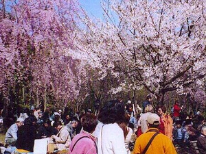 Lễ hội ngắm hoa Hanami của Nhật. (Nguồn: Internet)