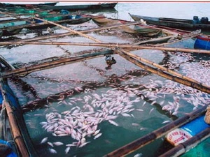 Cá chết trên sông La Ngà do nguyên nhân nước thải ô nhiễm từ công ty. (Nguồn: Vietnamnet)