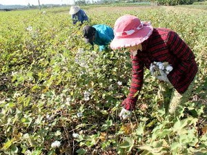 Nông dân huyện Tuy An, Phú Yên đang thu hoạch bông vải. (Ảnh: Thế Lập/TTXVN)