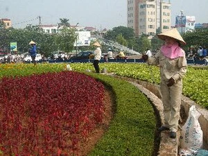 Công nhân Công ty TNHH nhà nước một thành viên Công viên cây xanh chăm sóc hoa trên đảo giao thông Cầu Giấy. (Ảnh Bùi Tường/TTXVN)