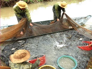 Thu hoạch cá ở U Minh Hạ. (Nguồn: Baoanhdatvui.vn)